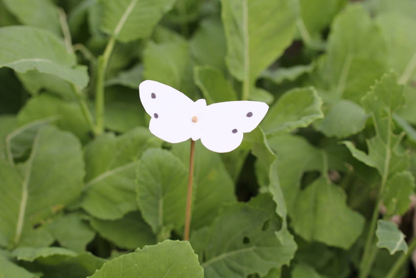 Home made cabbage moth Decoys 10